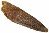Fossil Spinosaurus Tooth - Real Dinosaur Tooth #329642-1